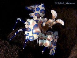 Harlequin shrimp (Hymenocera elegans).  G9/DS160s/UCL165. by Richard Witmer 
